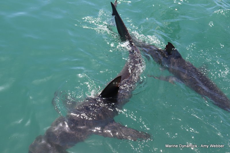 Bronze whaler sharks, South Africa